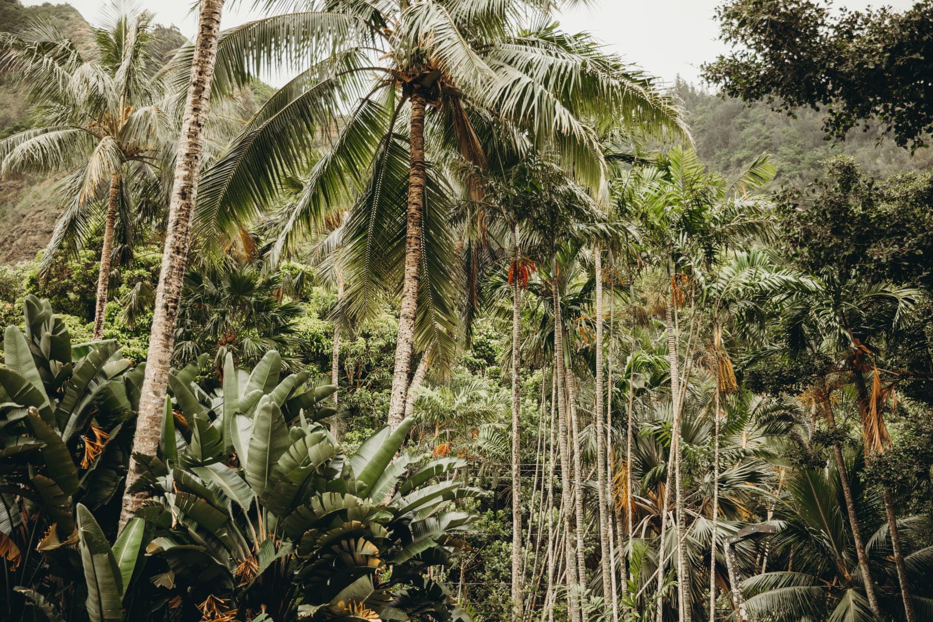 Palms and banana leaves layered against a green hillside